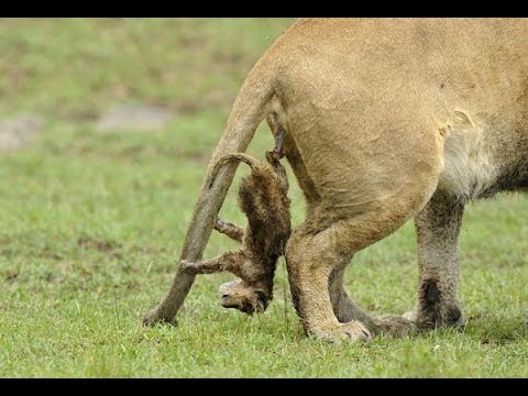 LEONES//Patio de recreo de los depredadores 2014 New!