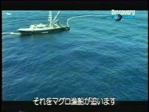 tuna boat kills many dolphins