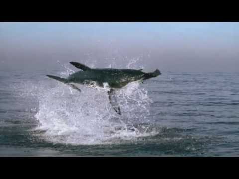 Great White Shark Attack - BBC's Planet Earth ®