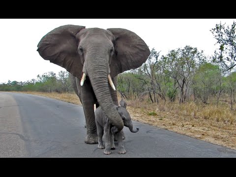 Mother Elephants Protects Calf From Tourists