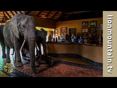 The Elephants that came to dinner | Mfuwe Lodge, Zambia