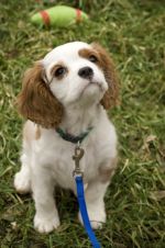 Cocker Spaniel Puppy