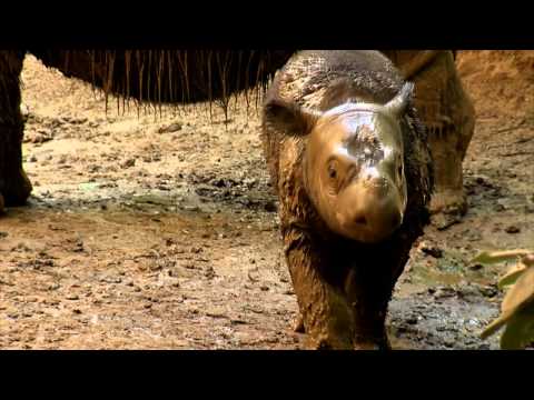 Last Sumatran Rhino Leaving - Cincinnati Zoo