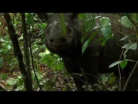 Saving the endangered species of Borneo: Sumatran Rhinos