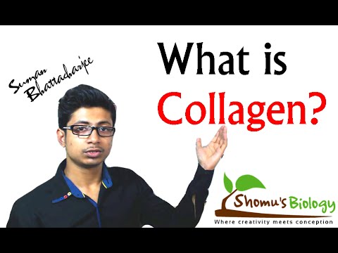 What is collagen (collagen protein structure and function)