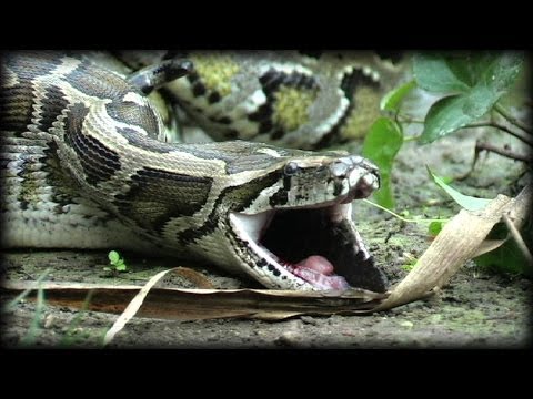 Python Attack Compilation 01