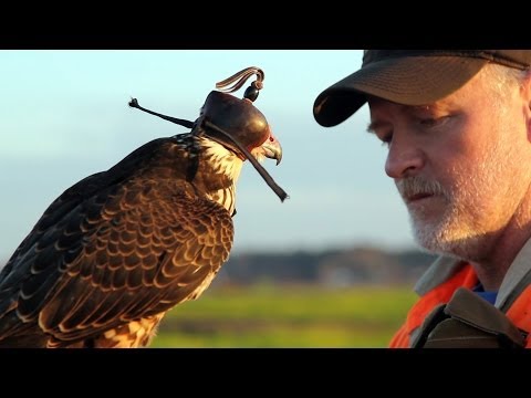 Hunting with a Passage Peregrine Falcon in South Carolina