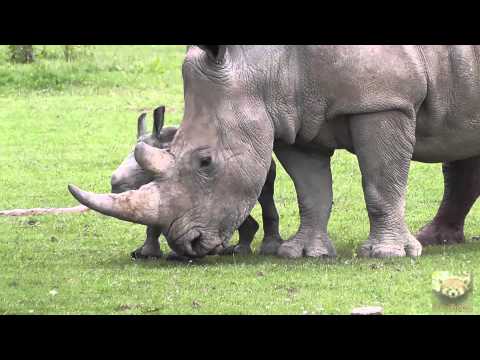 Baby Rhinoceros "Astrid" at Cotswold Wildlife Park, 1st July 2013