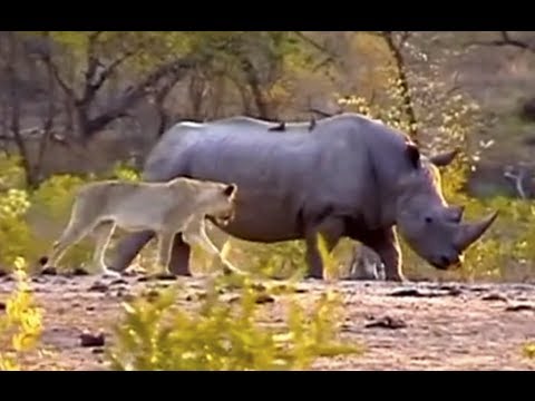 White Rhinoceros clashing with Lions at Renosterpan in KNP