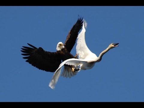 TOP 15 Best eagle attacks in the world Vs(lion,Cat,Dog,Duck,Rabbit,Snake,Wolf,Goat..Etc)