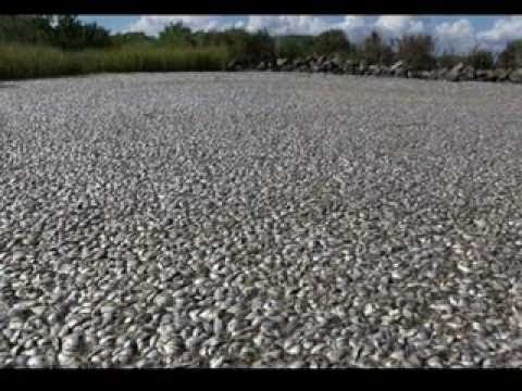 100,000s: UNBELIEVABLE FISHKILL in Lousiana -- ALL TYPES, EVEN MAMMALS