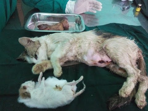 FELINE CESAREAN SECTION