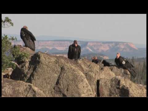 Flying giants--rare California condors return to Utah skies