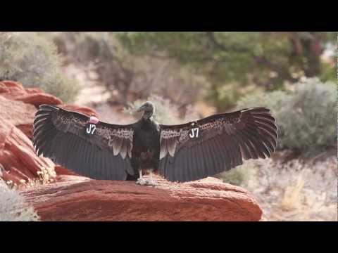 Wild California Condors Made Here