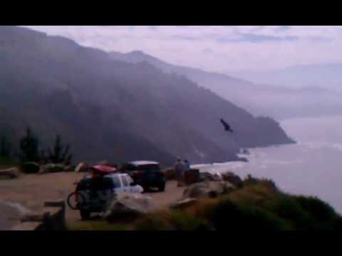 Attacked by a California Condor!