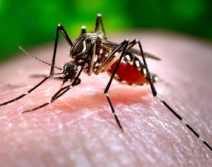 Zika virus: Big boost to health funding needed!