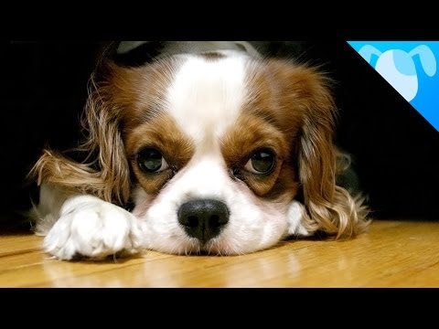 Cavalier King Charles Spaniel Facts