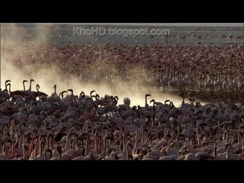 Animal Documentary 2015| Africa: Wild Kalahari | National Geographic