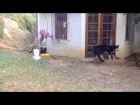 Sneaking Lion Cub Gives Dog Fright