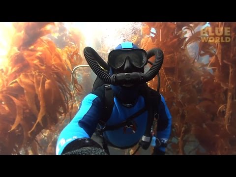 Jonathan Bird's Blue World: Kelp Forests