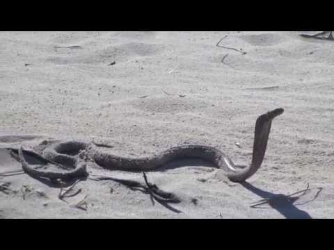 Snake Cobra on Hout Bay Beach Cape Town South Africa