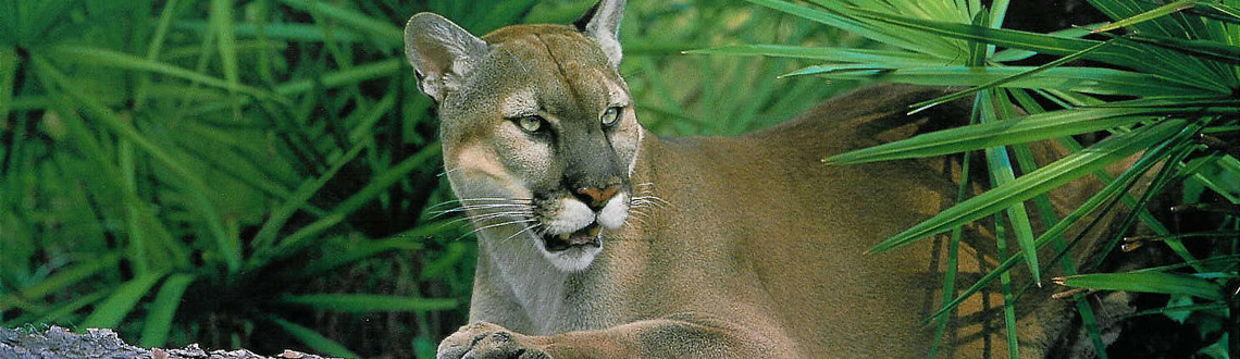 Florida Panthers