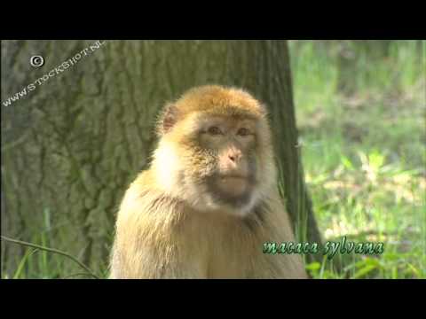 Barbary Macaque - Magot - macaca sylvanus