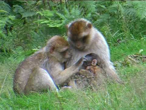 Barbary Macaques