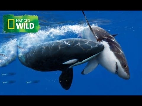 Great White shark Vs Killer Whale - National Geographic WILD