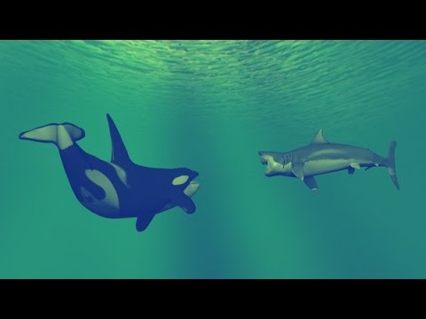 KILLER WHALES vs GREAT WHITE SHARK - Orca whale kills great white & eats it