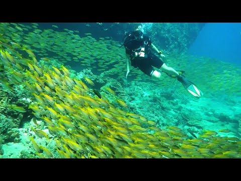 Projects Abroad: Marine Conservation