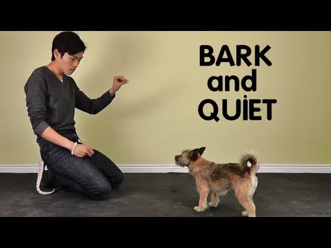 Teach Dog to Stop Barking - Treatpouch.com