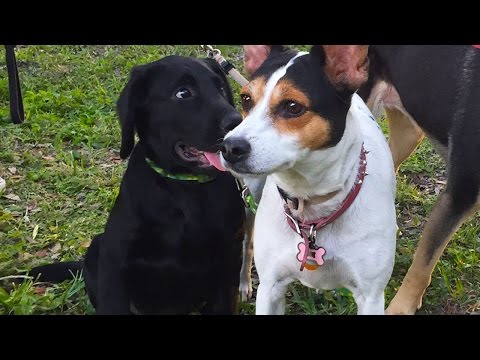 MEET THE NEW PUPPY!! (11.30.14 - Day 2042)