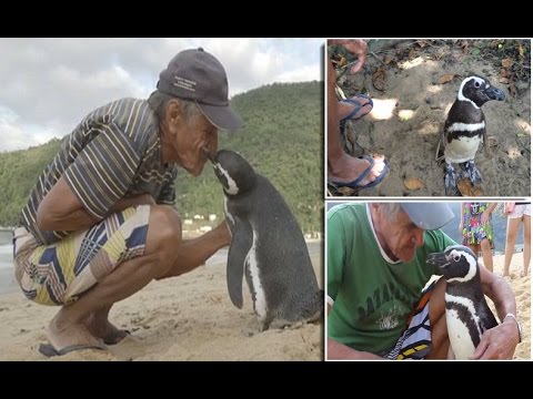 Dindim the Penguin swims 5,000 MILES every year to visit Brazilian man who Saved him