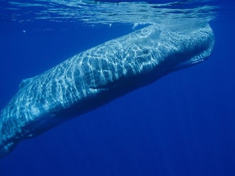 Moby-Dick The Massive White Sperm Whale