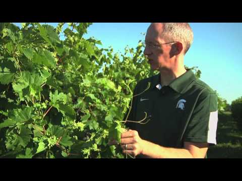 Controlling Grape Phylloxera with Rufus Isaacs