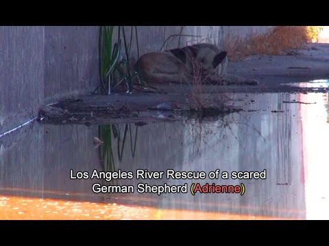 Hope For Paws: Los Angeles River Rescue of a scared German Shepherd (Adrienne).  Please Share.