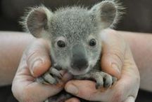 Cute Australian animals / by Traveller