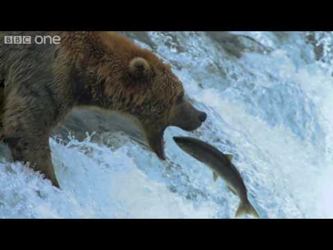 HD: Grizzly Bears Catching Salmon - Nature's Great Events: The Great Salmon Run - BBC One