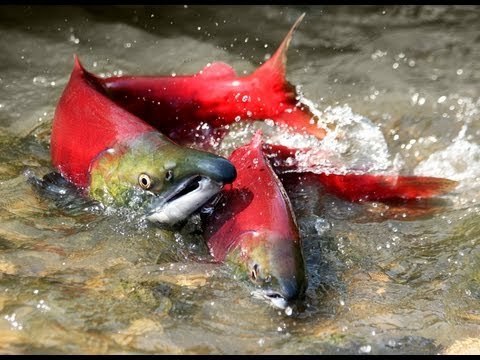 Salmon Confidential Documentary 2013 British Columbia