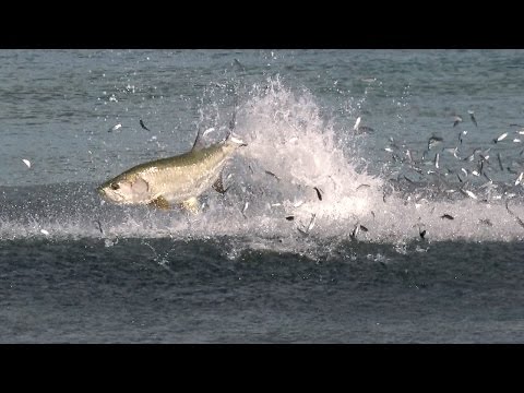 Incredible Footage of the Florida Mullet Migration