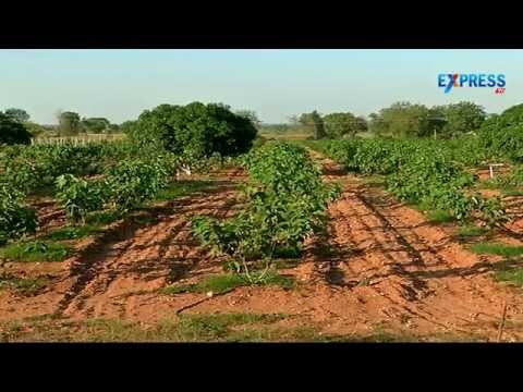 Papaya, Fig (Anjeer) and Pomegranate farming with Intercropping by Nanda Kumar | Padi Pantalu