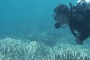 A diver checking out the Great Barrier Reef bleaching at Heron Island in February.  