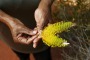 There's more to indigenous enterprise than bush tucker businesses