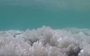 Great Barrier Reef: aerial survey reveals extent of coral bleaching