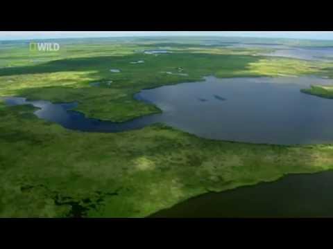 National Geographic Wild Swamplands 2of2 Cajun Country