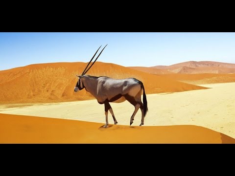 National Geographic Wild Namibia