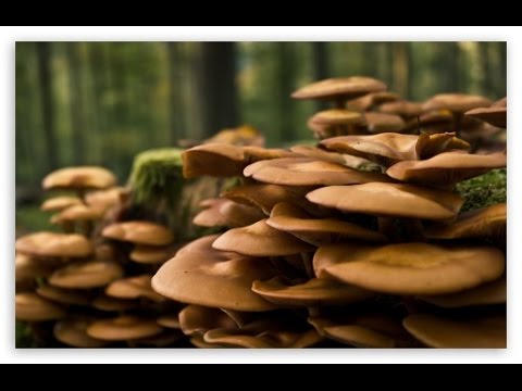 BBC How Plants Communicate & Think - Amazing Nature Documentary