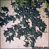 Turtle hatchlings on beach.  Image: Pete Oxford / Naturepl.com