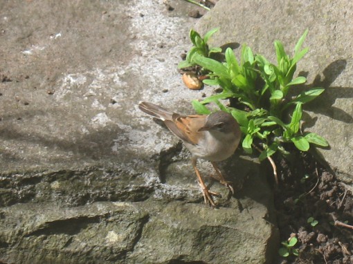 Common whitethroat